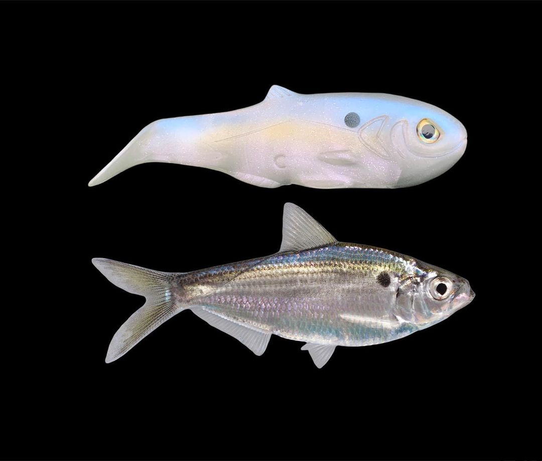 CHR SWIMBAITS